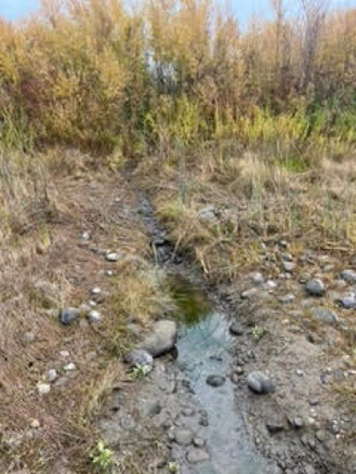 The Ringold Springs area is home to several beavers who deal with the challenge of fluctuating water levels by building narrow runways from the shelter of brush willow to the river.